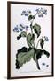 Borage with Blue Flowers, Illustration from 'The British Herbalist', March 1770-John Edwards-Framed Giclee Print