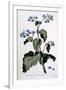 Borage with Blue Flowers, Illustration from 'The British Herbalist', March 1770-John Edwards-Framed Giclee Print