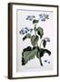 Borage with Blue Flowers, Illustration from 'The British Herbalist', March 1770-John Edwards-Framed Giclee Print