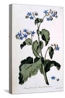 Borage with Blue Flowers, Illustration from 'The British Herbalist', March 1770-John Edwards-Stretched Canvas