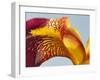 Bordeaux Iris Flower - Close-Up-sattva78-Framed Photographic Print