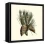 Bordeaux Pine-null-Framed Stretched Canvas