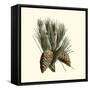 Bordeaux Pine-null-Framed Stretched Canvas