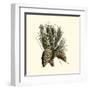 Bordeaux Pine-null-Framed Art Print