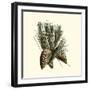 Bordeaux Pine-null-Framed Art Print