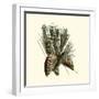 Bordeaux Pine-null-Framed Art Print