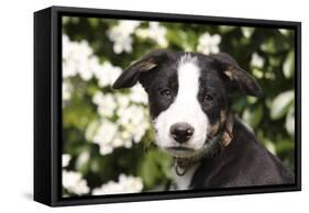 Border Collie 03-Bob Langrish-Framed Stretched Canvas