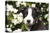 Border Collie 03-Bob Langrish-Stretched Canvas