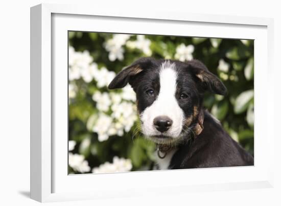 Border Collie 03-Bob Langrish-Framed Photographic Print