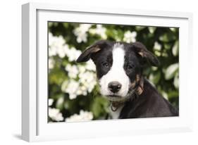 Border Collie 03-Bob Langrish-Framed Photographic Print