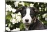 Border Collie 03-Bob Langrish-Mounted Photographic Print