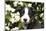 Border Collie 03-Bob Langrish-Mounted Photographic Print