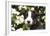 Border Collie 03-Bob Langrish-Framed Photographic Print