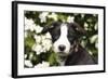 Border Collie 03-Bob Langrish-Framed Photographic Print