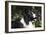 Border Collie 06-Bob Langrish-Framed Photographic Print