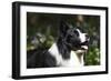 Border Collie 06-Bob Langrish-Framed Photographic Print