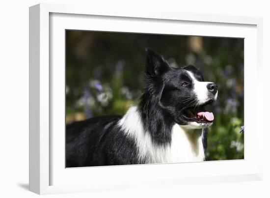 Border Collie 06-Bob Langrish-Framed Photographic Print