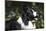 Border Collie 06-Bob Langrish-Mounted Photographic Print