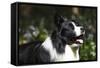 Border Collie 06-Bob Langrish-Framed Stretched Canvas