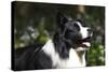 Border Collie 06-Bob Langrish-Stretched Canvas