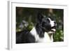 Border Collie 06-Bob Langrish-Framed Photographic Print