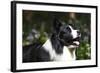 Border Collie 06-Bob Langrish-Framed Photographic Print