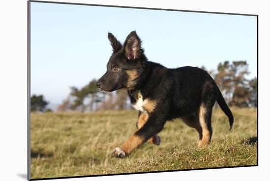 Border Collie 10-Bob Langrish-Mounted Photographic Print