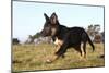 Border Collie 10-Bob Langrish-Mounted Photographic Print