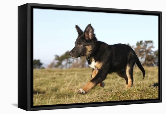 Border Collie 10-Bob Langrish-Framed Stretched Canvas