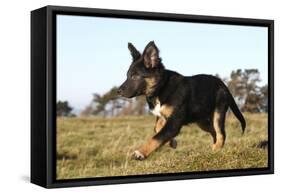 Border Collie 10-Bob Langrish-Framed Stretched Canvas