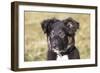 Border Collie 11-Bob Langrish-Framed Photographic Print