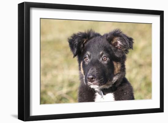 Border Collie 11-Bob Langrish-Framed Photographic Print