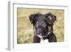 Border Collie 11-Bob Langrish-Framed Photographic Print