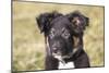 Border Collie 11-Bob Langrish-Mounted Photographic Print