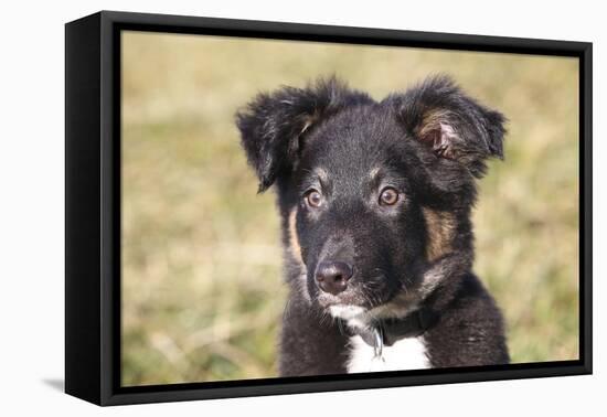 Border Collie 11-Bob Langrish-Framed Stretched Canvas