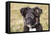 Border Collie 11-Bob Langrish-Framed Stretched Canvas