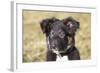 Border Collie 11-Bob Langrish-Framed Photographic Print