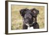 Border Collie 11-Bob Langrish-Framed Photographic Print