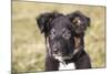 Border Collie 11-Bob Langrish-Mounted Photographic Print