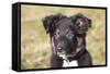 Border Collie 11-Bob Langrish-Framed Stretched Canvas