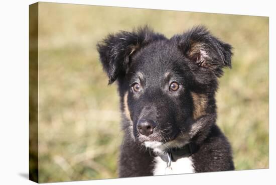 Border Collie 11-Bob Langrish-Stretched Canvas