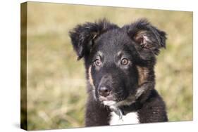 Border Collie 11-Bob Langrish-Stretched Canvas