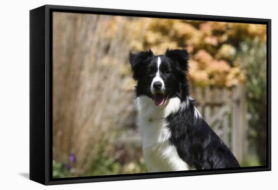 Border Collie 18-Bob Langrish-Framed Stretched Canvas