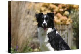 Border Collie 18-Bob Langrish-Stretched Canvas