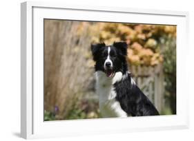 Border Collie 18-Bob Langrish-Framed Photographic Print