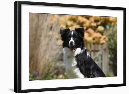 Border Collie 18-Bob Langrish-Framed Photographic Print