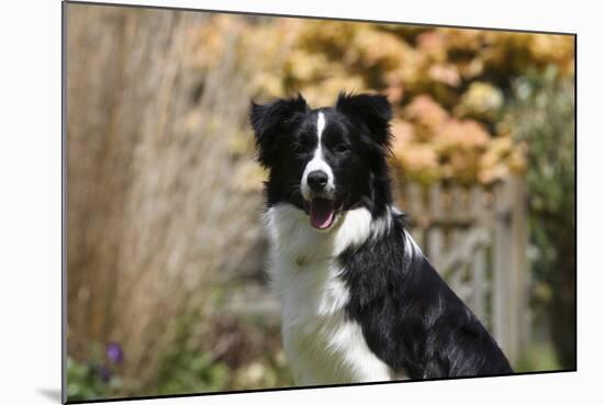 Border Collie 18-Bob Langrish-Mounted Photographic Print