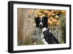 Border Collie 18-Bob Langrish-Framed Photographic Print