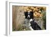 Border Collie 18-Bob Langrish-Framed Photographic Print