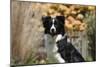 Border Collie 18-Bob Langrish-Mounted Photographic Print